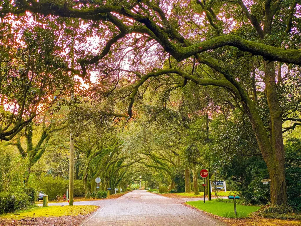 Beautiful oak-lined street in Magnolia Springs | Find RV Storage Near Me